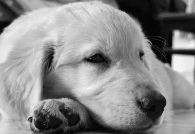 Cinomose Transmissão: Como Proteger Seu Cachorro