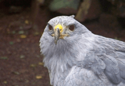 Águia Ave de Rapina O Poderoso Caçador dos Céus