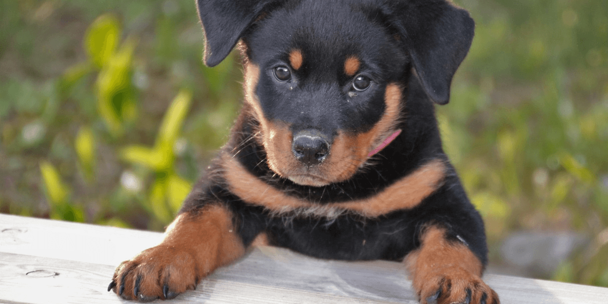Cachorro Rottweiler Filhote Preço: Tudo o que Você Precisa Saber
