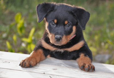 Cachorro Rottweiler Filhote Preço: Tudo o que Você Precisa Saber
