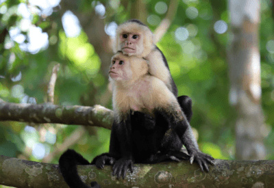 Macaco Legalizado: O Que Saber Para Ter um como Pet