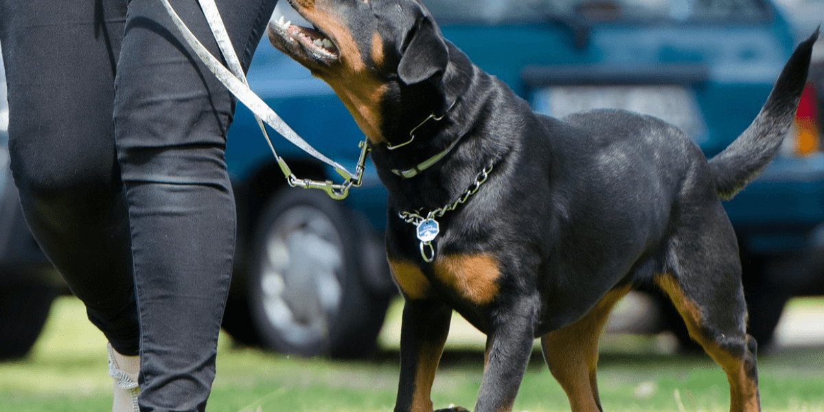 Rottweiler com Pedigree O Que é Como Funciona - Isso Importa?
