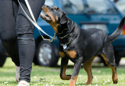 Rottweiler com Pedigree O Que é Como Funciona - Isso Importa?