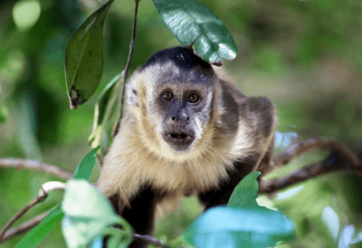 Pensando em Comprar um Macaco Prego? Veja as Dicas