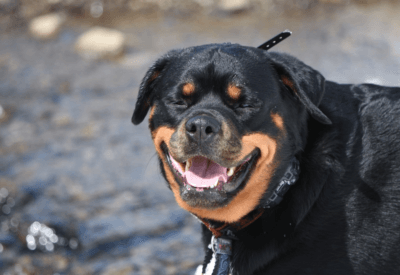 Cachorro Raça Rottweiler