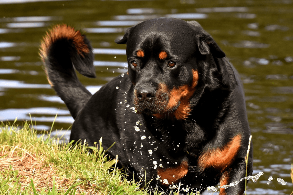 Cachorro Raça Rottweiler
