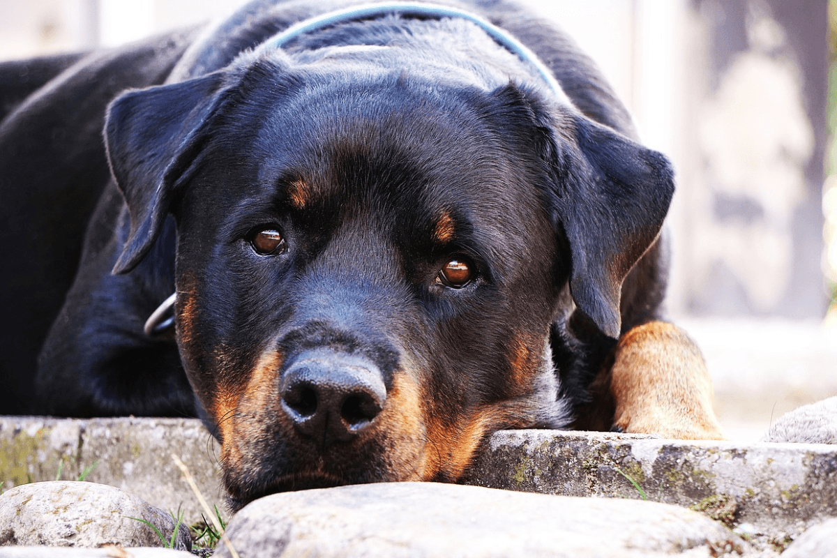 Cachorro Raça Rottweiler