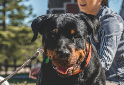 Cachorro Rottweiler Grande: Um Guia Completo Sobre Essa Raça