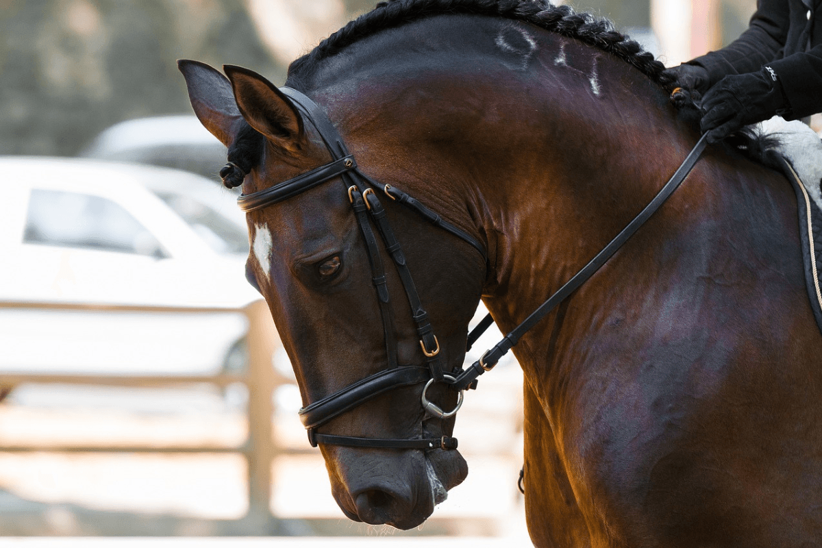 Cavalos Por Que Eles Podem Ser a Chave Para Mudar Sua Vida