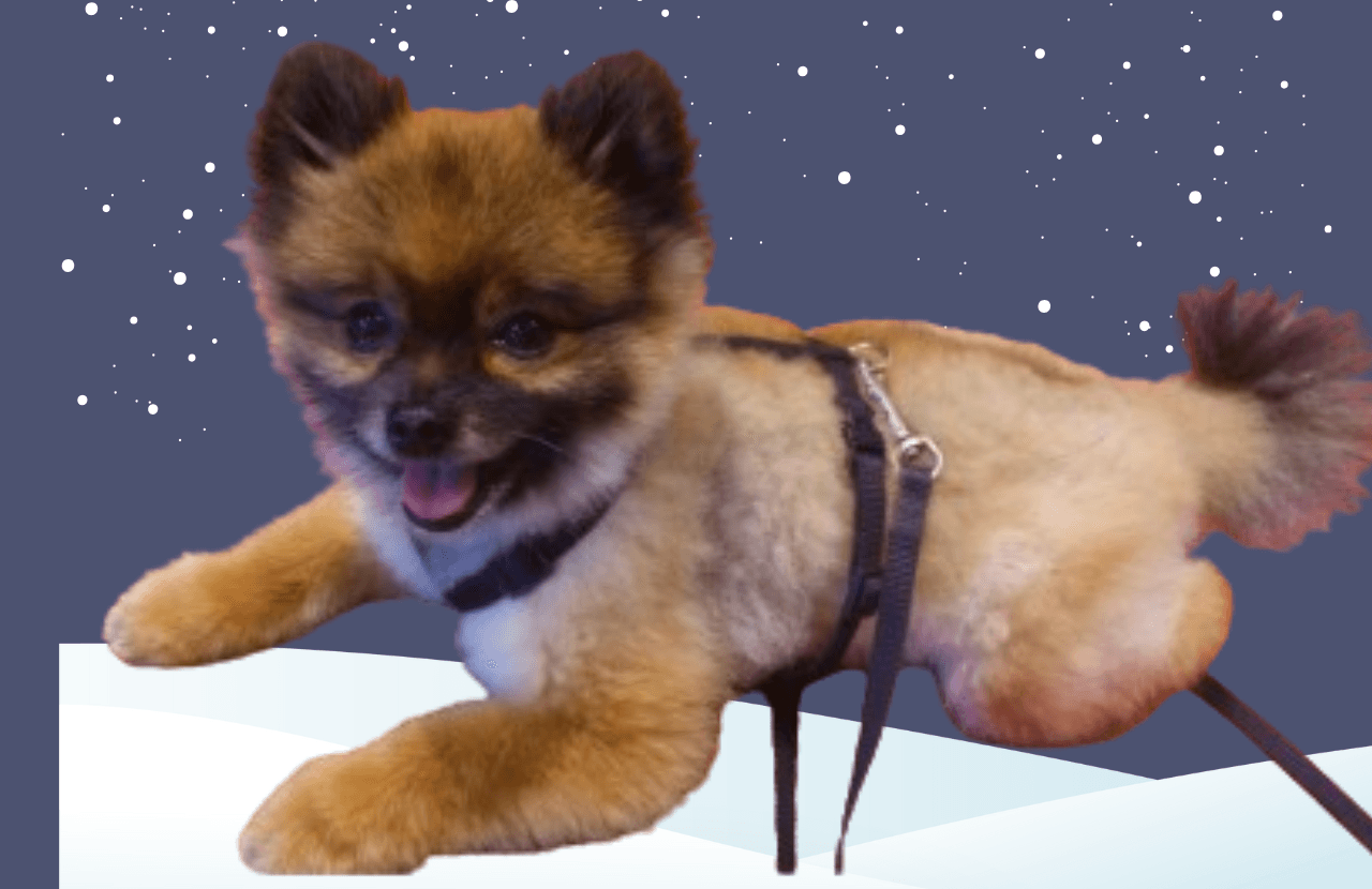 Lulu da Pomerânia sem Pelos: Um Companheiro Único e Adorável