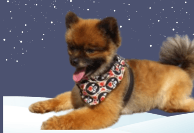 Lulu da Pomerânia sem Pelos: Um Companheiro Único e Adorável