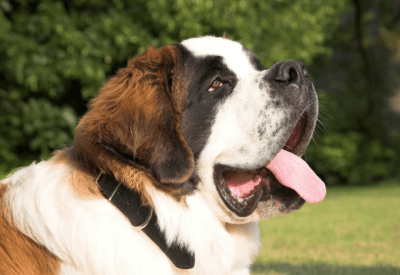 Cão São Bernardo: O Gigante Gentil que Conquista Corações