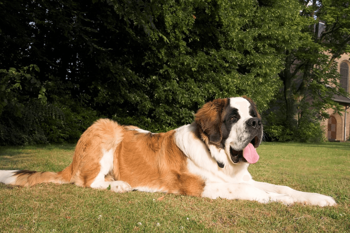 Cão São Bernardo: O Gigante Gentil que Conquista Corações