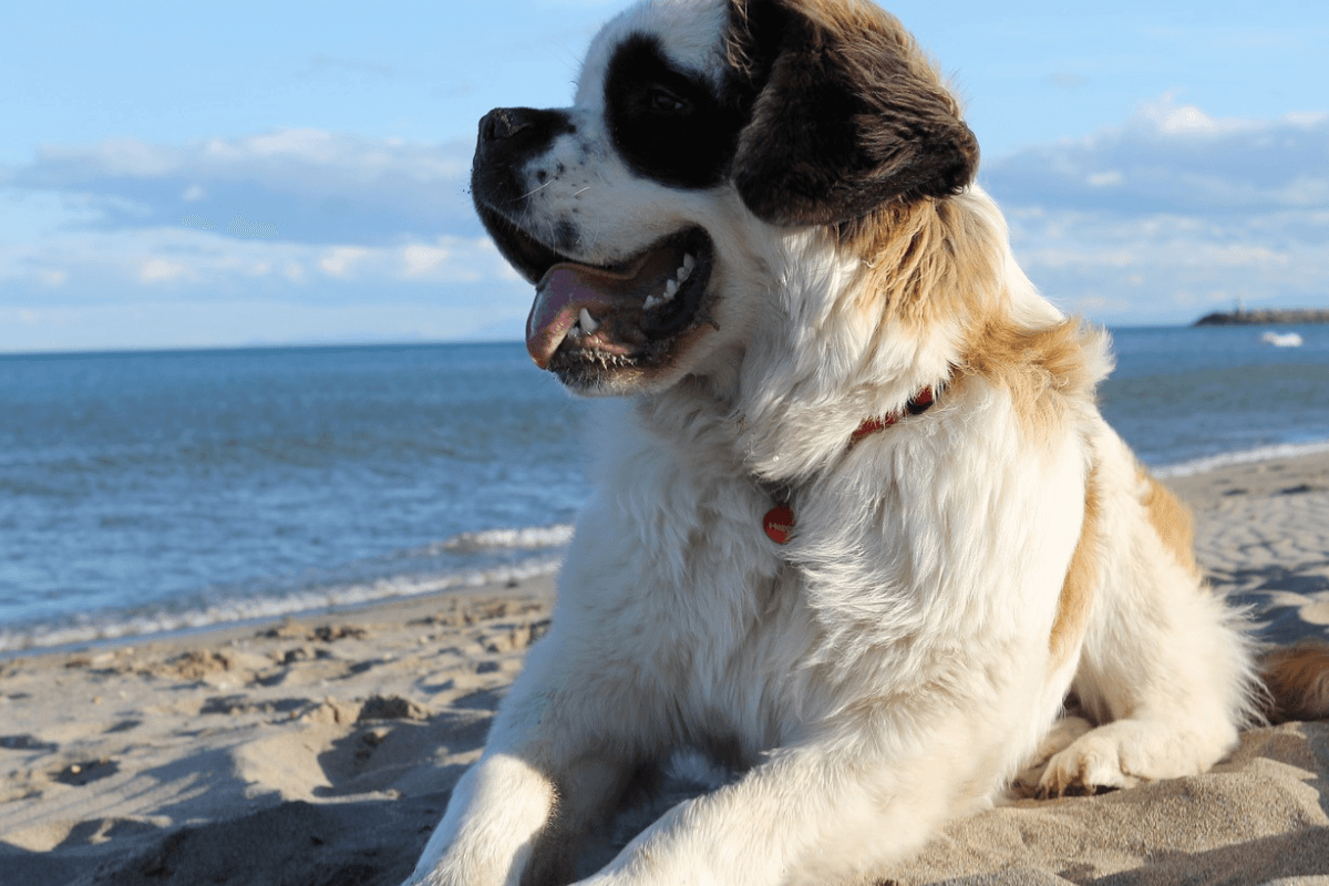 Cão São Bernardo: O Gigante Gentil que Conquista Corações