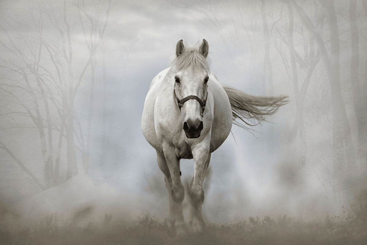Cavalo Branco: História, Significados e Curiosidades