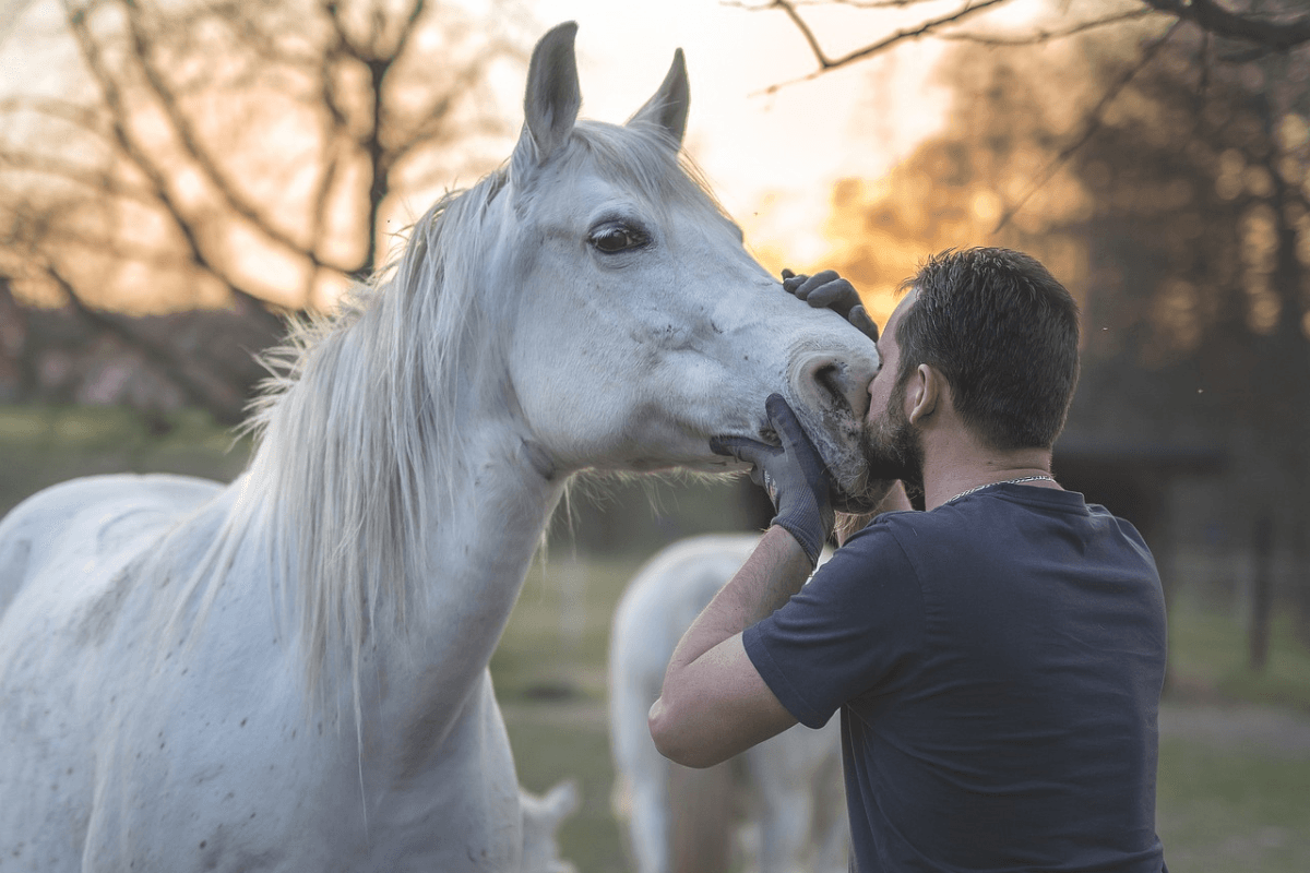 Cavalo Branco: História, Significados e Curiosidades