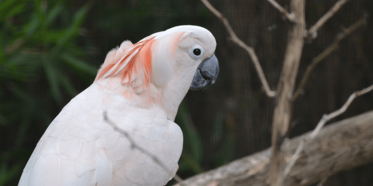 Cacatuas: O Guia Completo sobre Essas Aves Fascinantes