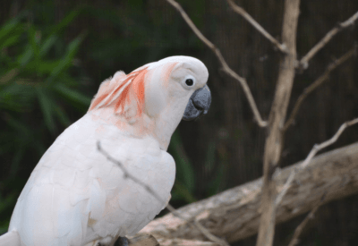 Cacatuas: O Guia Completo sobre Essas Aves Fascinantes