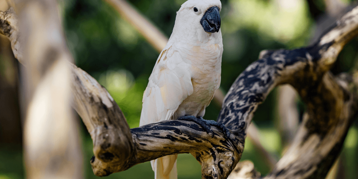 Cacatua Preço: Tudo o Que Você Precisa Saber Antes de Comprar