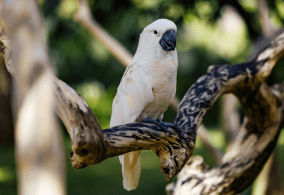 Cacatua Preço: Tudo o Que Você Precisa Saber Antes de Comprar