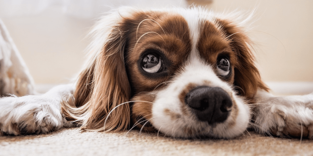 Tratamento Para Cinomose Canina: Como Cuidar?