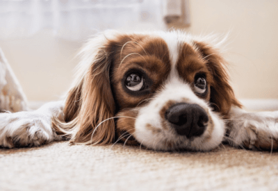 Tratamento Para Cinomose Canina: Como Cuidar?