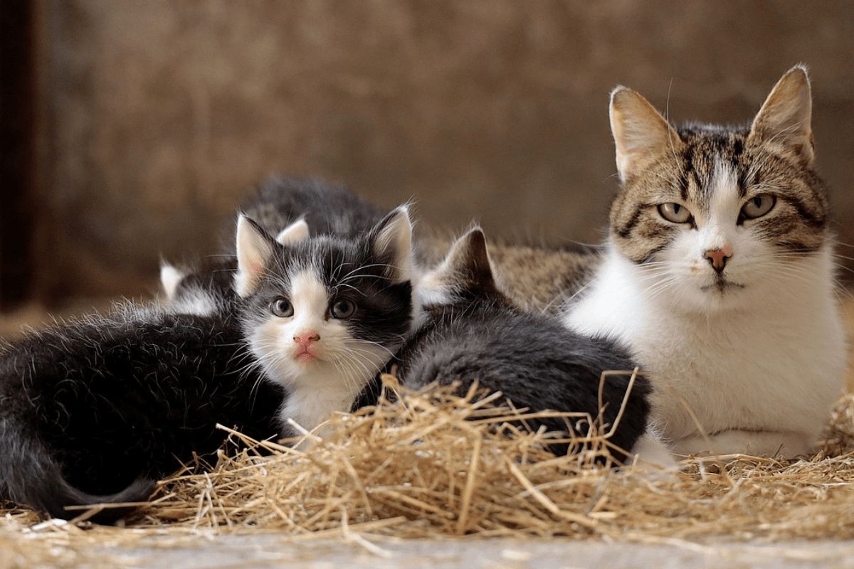 Leishmaniose em Gatos: Entenda Tudo Sobre Essa Doença
