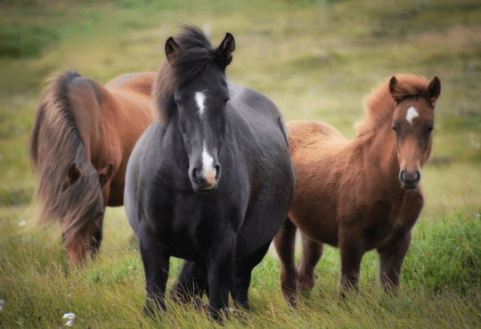 Cavalos: Por Que Eles Podem Ser a Chave Para Mudar Sua Vida