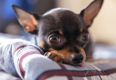 Cachorros de Raça Pequena: Qual Será o Seu Favorito?