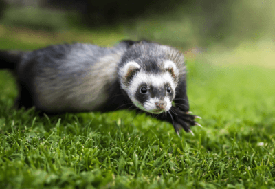 Furão: O Que Você Precisa Saber Sobre Esse Animal Fascinante