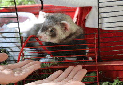 Pode ter um furão em casa? Tudo o que você precisa saber