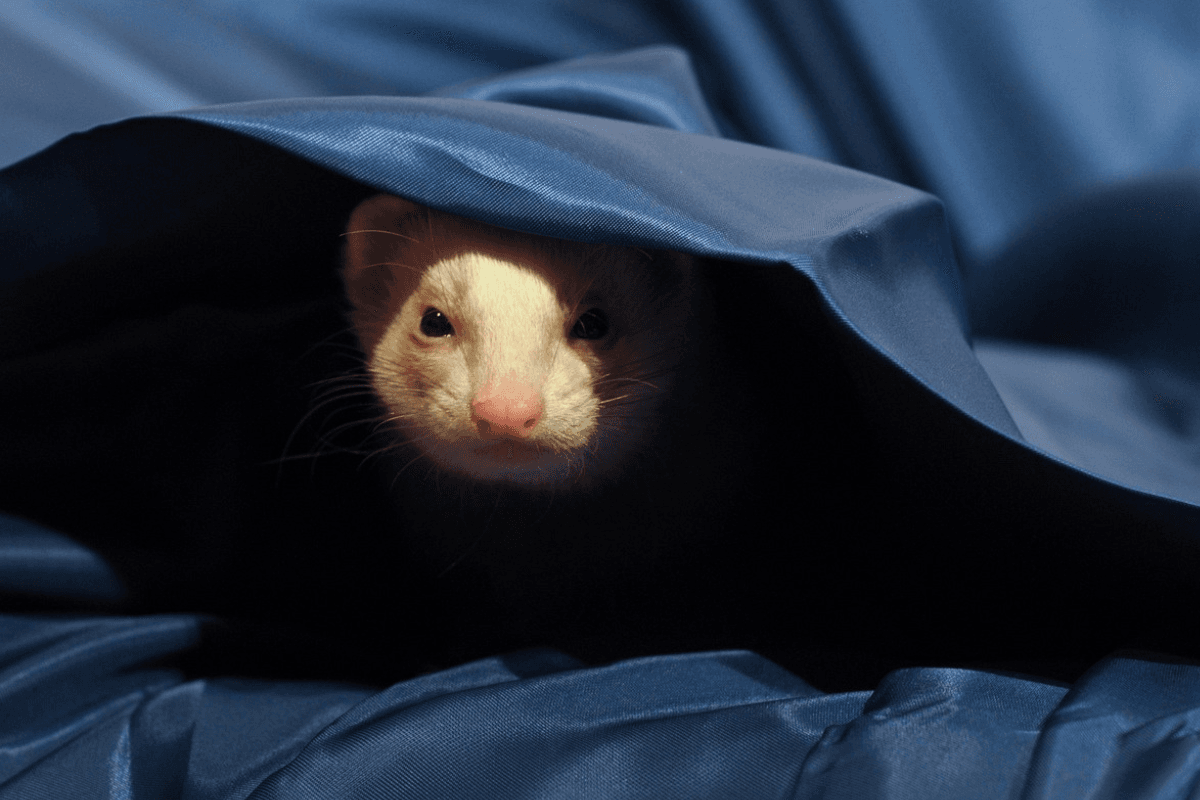 Pode ter um furão em casa? Tudo o que você precisa saber 