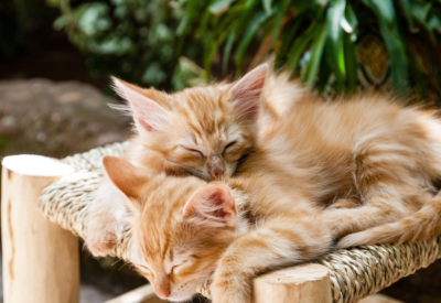 Leishmaniose em Gatos: Entenda Tudo Sobre Essa Doença