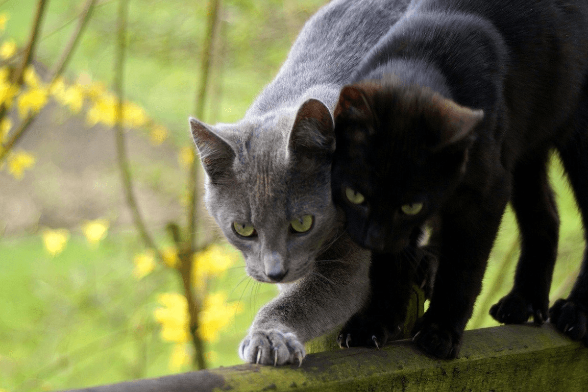 Leishmaniose em Gatos: Entenda Tudo Sobre Essa Doença