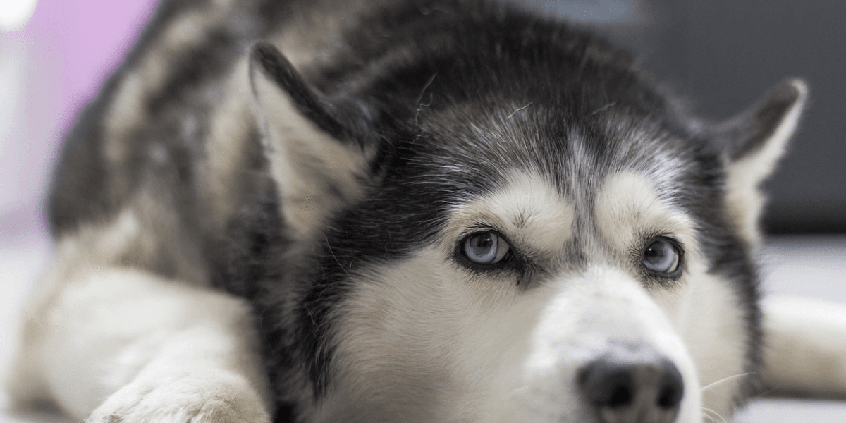 Cachorros Husky: Conheça Essa Raça Encantadora
