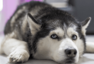 Cachorros Husky: Conheça Essa Raça Encantadora