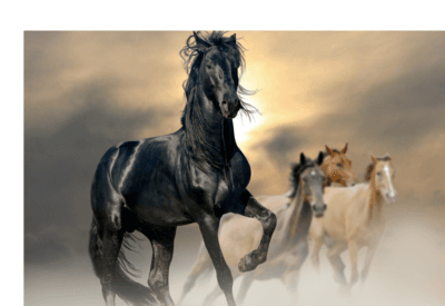 Cavalo Preto: Elegância, Força e Mistério em um Só Animal