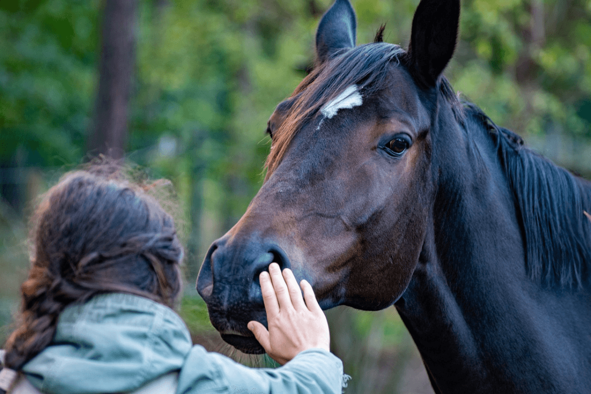 Cavalo Preto: Elegância, Força e Mistério em um Só Animal