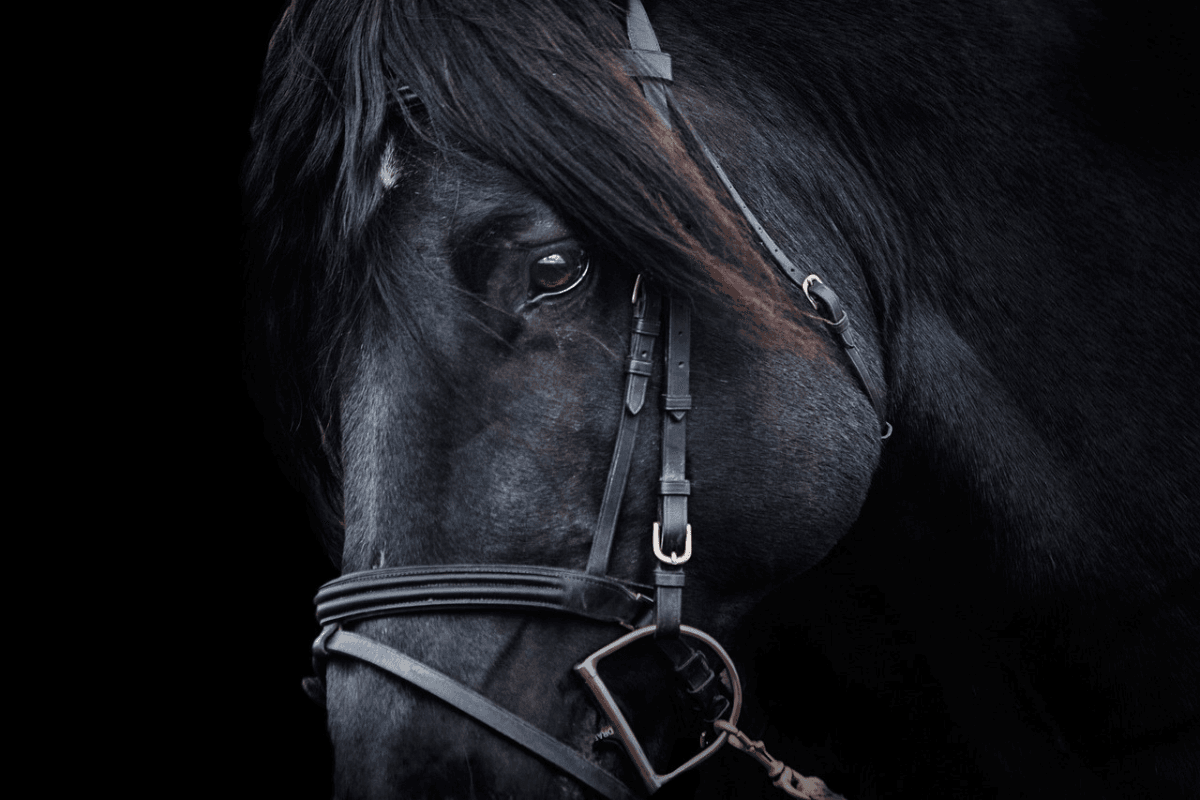 Cavalo Preto: Elegância, Força e Mistério em um Só Animal