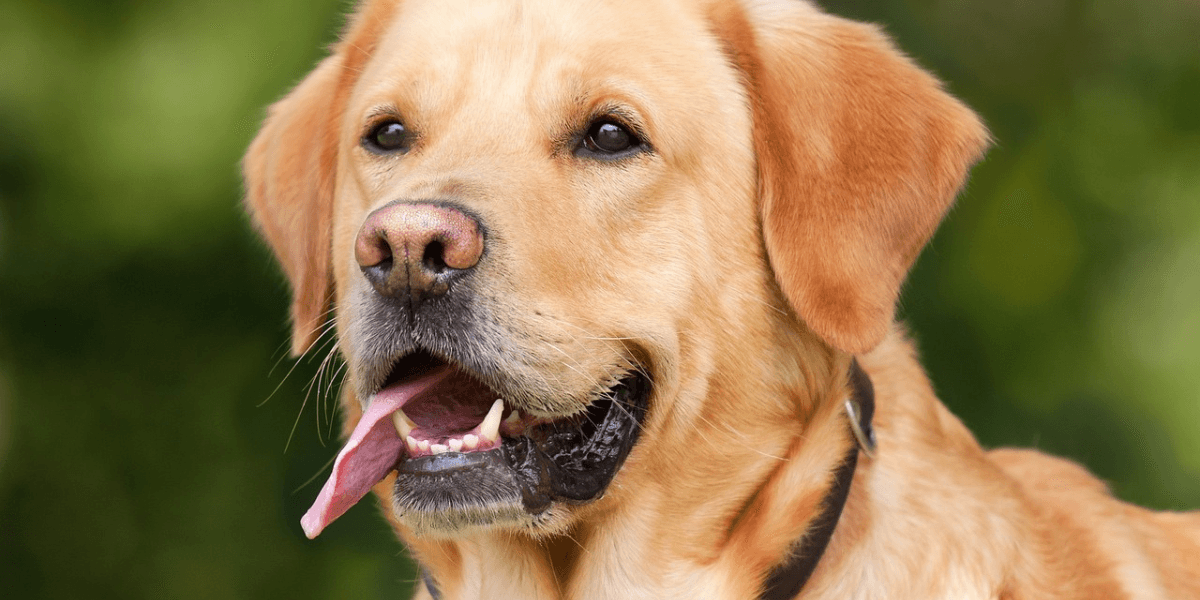 Labrador Retriever: Conheça Tudo Sobre a Raça