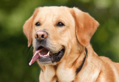 Labrador Retriever: Conheça Tudo Sobre a Raça