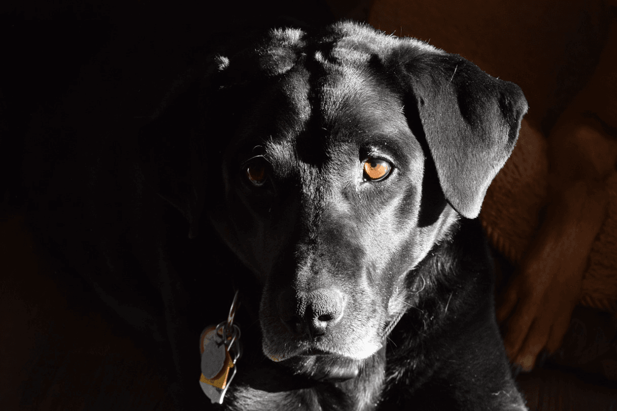 Labrador Retriever: Conheça Tudo Sobre a Raça