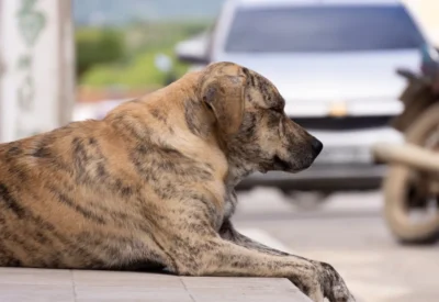 Abandono de Animais é Crime: Conheça as Multas e Penas!