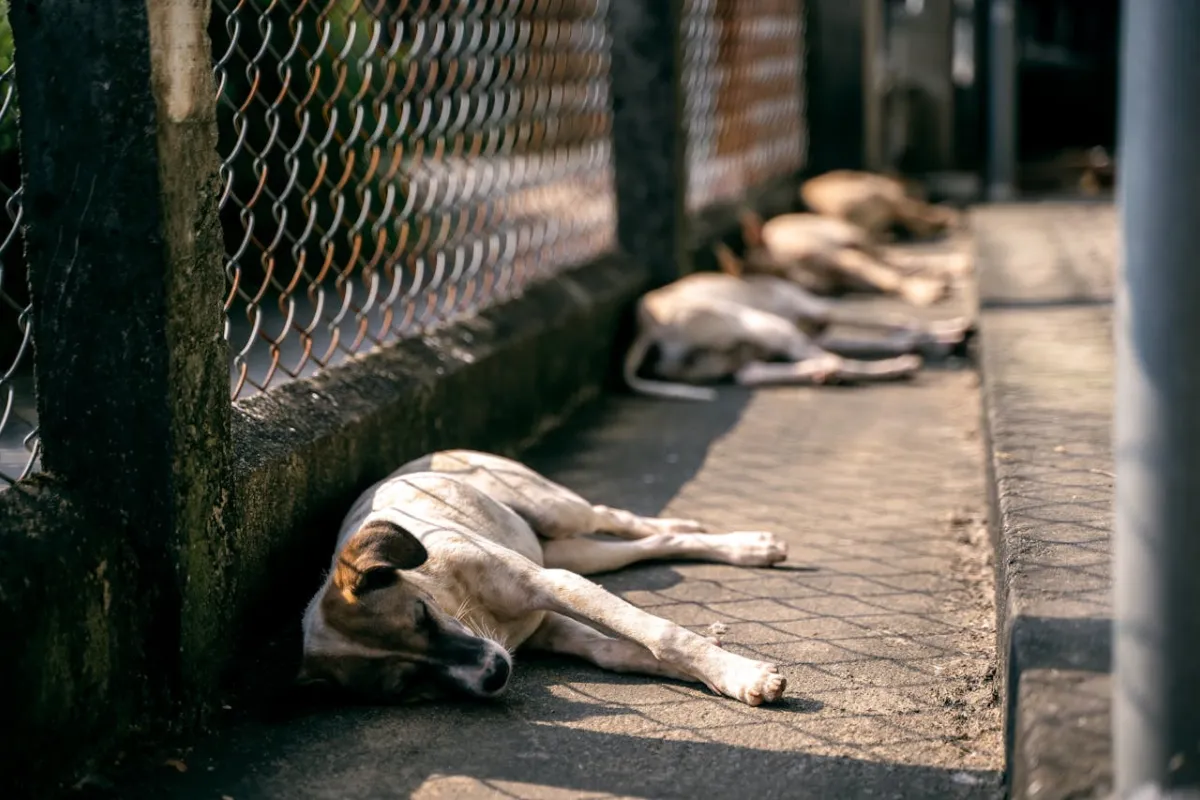 Abandono de Animais é Crime: Conheça as Multas e Penas!