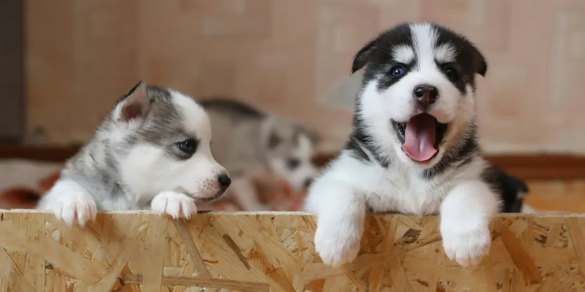 Por Que Adotar um Filhote Cachorro Pode Mudar Sua Vida