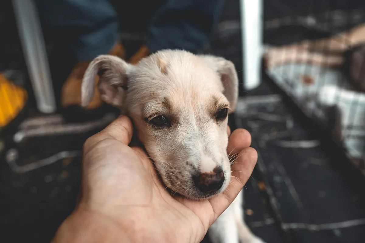 Por Que Adotar um Filhote Cachorro Pode Mudar Sua Vida