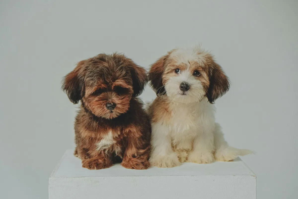 Por Que Adotar um Filhote Cachorro Pode Mudar Sua Vida