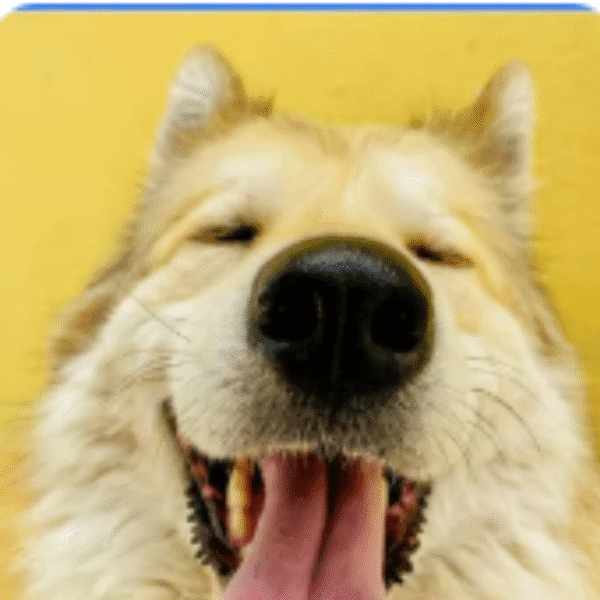 Adestramento de Cães