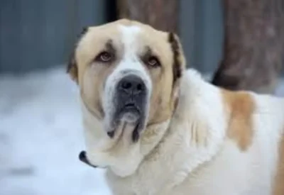 Alabai vs Outras Raças de Guarda: Qual é o Mais Imponente?