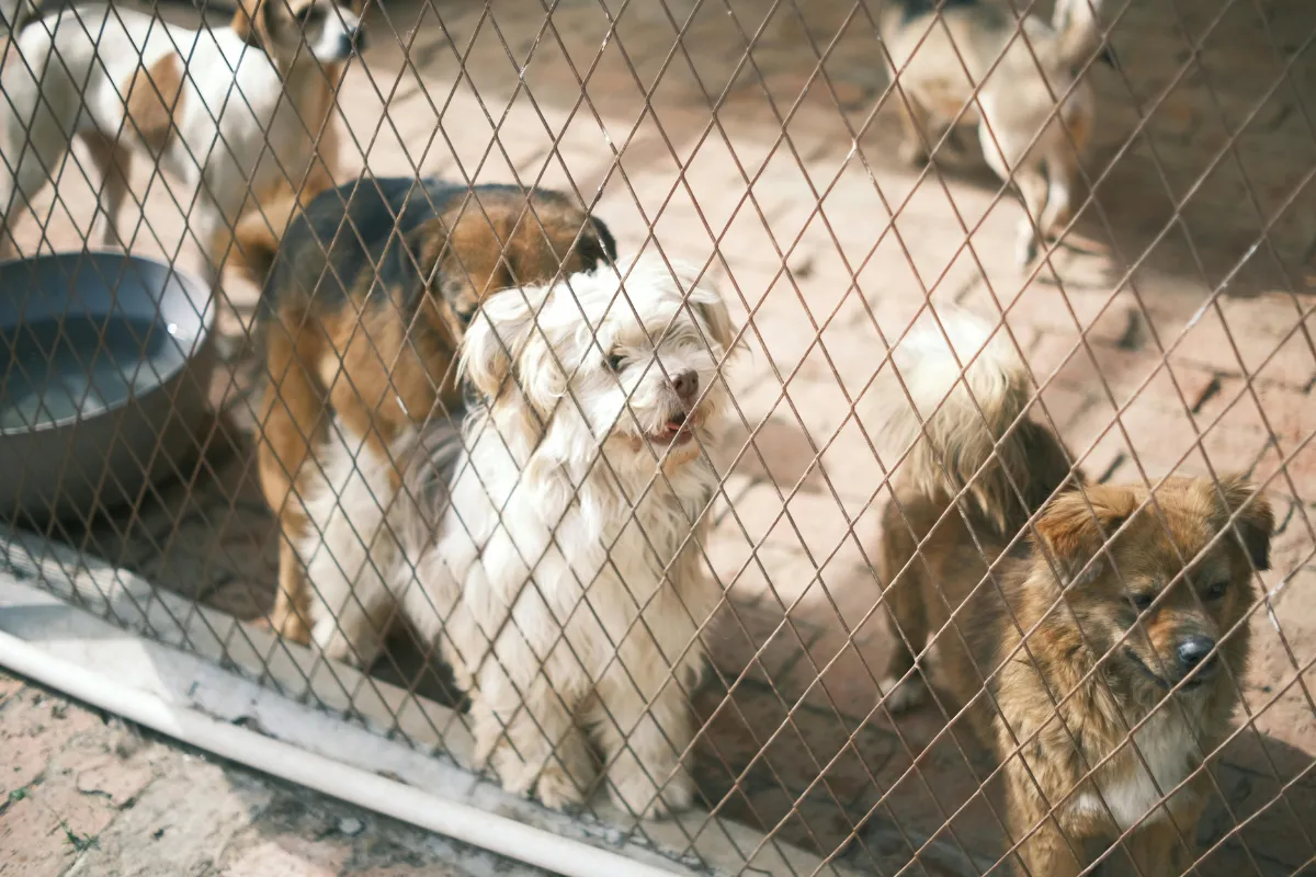 Adoção de Cachorros: O Que Ninguém Te Conta Antes de Adotar!
